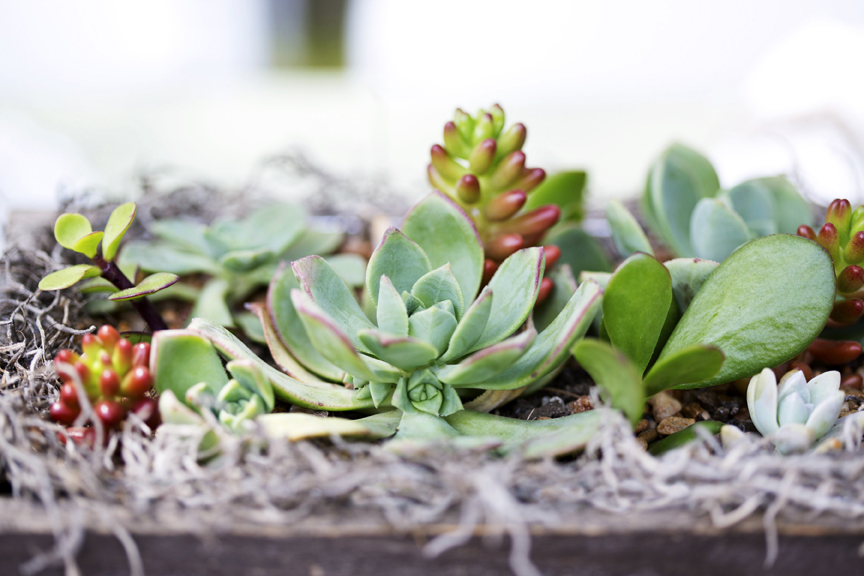 ​rustic succulent&nbsp;wedding&nbsp;centerpiece